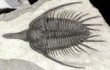 Stunning, Twin Psychopyge Trilobite - #50616-5